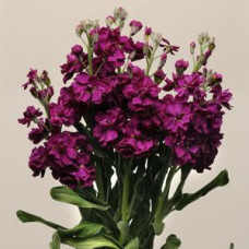 Левкой(Матіола) KATZ PURPLE, 50 шт, PanAmerican