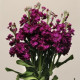 Левкой(Матіола) KATZ PURPLE, 1000 шт, PanAmerican