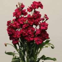 Левкой KATZ RUBY, 1000 шт, PanAmerican