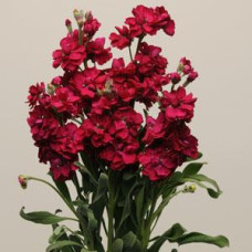 Левкой KATZ RUBY, 50 шт, PanAmerican