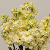 Левкой KATZ YELLOW, 50 шт, PanAmerican