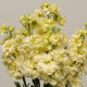 Левкой KATZ YELLOW, 250 шт, PanAmerican