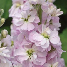 Левкой для теплиц FIGARO LIGHT ROSE