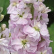 Левкой для теплиц FIGARO LIGHT ROSE