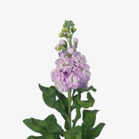 Левкой (поле,срез) MATHILDA  PINK