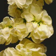Левкой (поле,срез) COLUMN MIRACLE GOLD