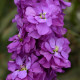 Левкой (поле,срез) COLUMN MIRACLE MID-BLUE