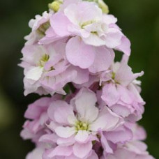 Левкой (поле,срез) COLUMN SWEETHEART PINK