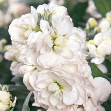 Левкой клумбовый VINTAGE WHITE