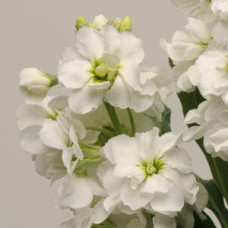 Левкой (поле,срез) COLUMN WHITE GODDESS
