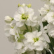 Левкой (поле,срез) COLUMN WHITE GODDESS