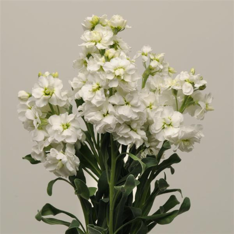Левкой Katz Hi  (h 80 cm) Double White, 50 шт, PanAmerican