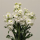 Левкой Katz Hi  (h 80 cm) Double White, 50 шт, PanAmerican