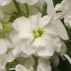 Левкой Katz Hi  (h 80 cm) Double White, 50 шт, PanAmerican