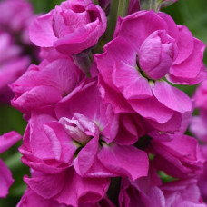 Левкой для теплиц Tosca  Rose
