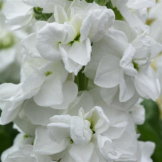 Левкой для теплиц Tosca  White