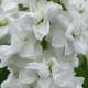 Левкой для теплиц Tosca  White