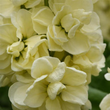 Левкой для теплиц Tosca  Yellow