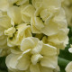 Левкой для теплиц Tosca  Yellow