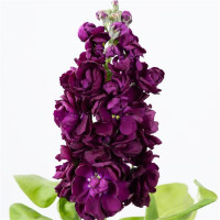 Левкой для теплиц AIDA Purple