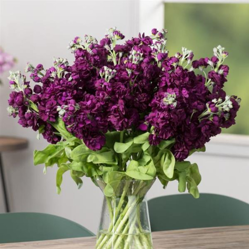 Левкой для теплиц AIDA Purple