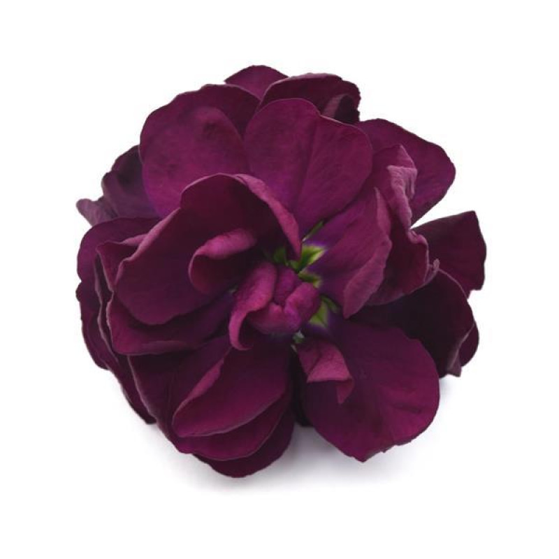 Левкой для теплиц AIDA Purple