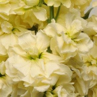 Левкой (поле,зріз) COLUMN MIRACLE YELLOW, 1000 шт, PanAmerican