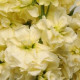 Левкой (поле,зріз) COLUMN MIRACLE YELLOW, 1000 шт, PanAmerican