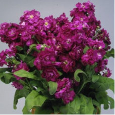 Левкой(Матіола) низький Cinderella Purple, 50 шт, Takii