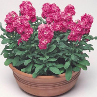 Левкой (низький) Cinderella Hot Pink, 250 шт, Takii