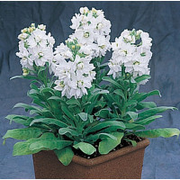 Левкой(Матіола) (низький) Cinderella White, 50 шт, Takii