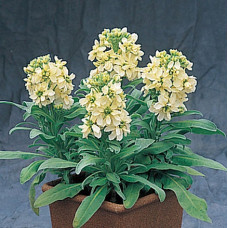 Левкой (низький) Cinderella Yellow, 50 шт, Takii