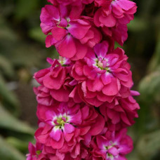 Левкой (поле,зріз) COLUMN MIRACLE CRIMSON, 1000 шт, PanAmerican
