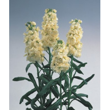 Левкой(Матіола) (раннє цвітіння) Noble Cream Yellow, 50 шт, Takii seed