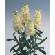Левкой(Матіола) (раннє цвітіння) Noble Cream Yellow, 1000 шт, Takii seed