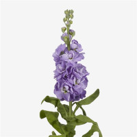 Левкой (поле,срез) MATHILDA   Lavender