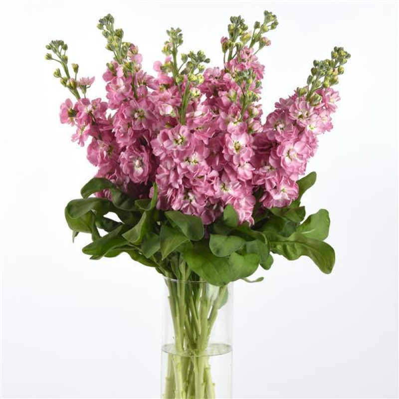 Левкой (поле,зріз) MATHILDA (h 80 cm) Antique Rose, 250 шт, PanAmerican