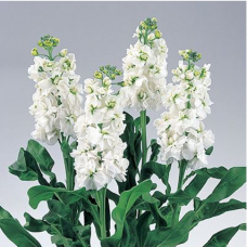 Левкой (раннє цвітіння) Noble White, 50 шт, Takii seed