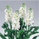 Левкой (раннє цвітіння) Noble White, 250 шт, Takii seed