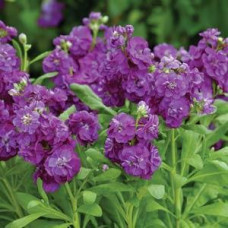 Левкой клумбовый HOT CAKES PURPLE