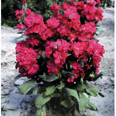 Левкой (низький) Cinderella Red, 50 шт, Takii