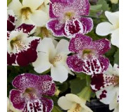 Мімулюс (губастик) гібридний - Mimulus hybrida