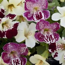 Мимулюс Magic Spring Blossom Mix