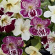 Мимулюс Magic Spring Blossom Mix