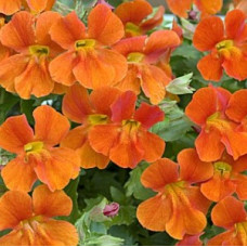 Мимулюс Mystic: Orange