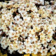 Мімулюс (Губастик) Magic Ivory, 500 шт, Floranova