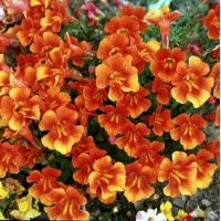 Мімулюс (Губастик) Magic Orange, 250 шт, Floranova