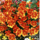 Мімулюс (Губастик) Magic Orange, 1000 шт, Floranova