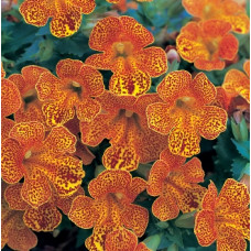 Мімулюс (Губастик) Magic Yellow Flame, 1000 шт, Floranova