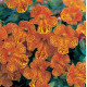 Мімулюс (Губастик) Magic Yellow Flame, 1000 шт, Floranova